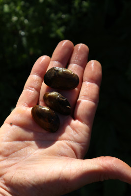 Bachmuscheln aus Zuchtgraben 2016