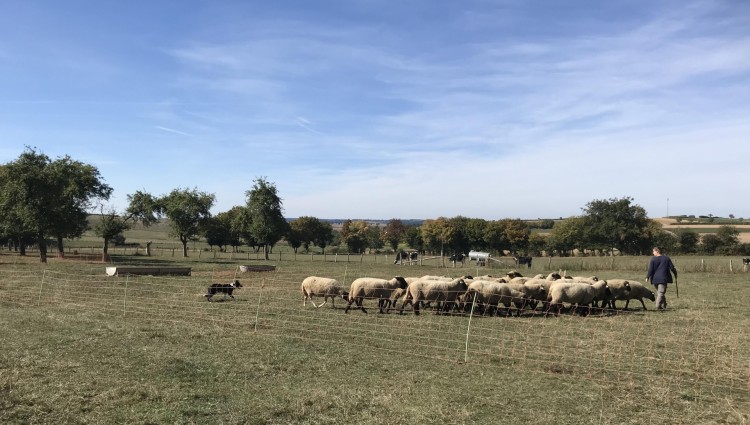 Éisleker Schofsfest - IMG 1