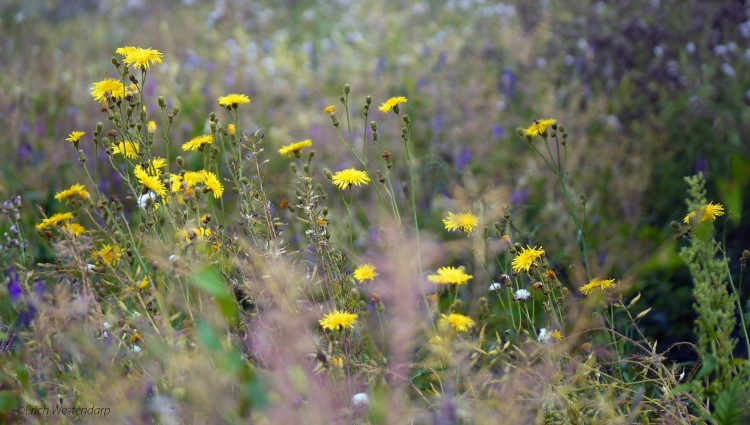 Wildkräuterküche - Workshop - IMG 1