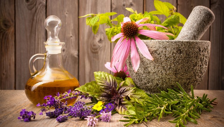 Infoabend Heilpflanzen und Heilpilze - IMG 1