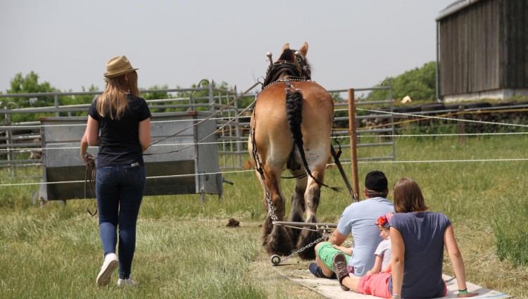 Dag vum Ardennerpäerd - IMG 1