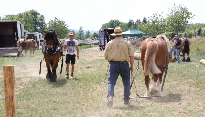 Dag vum Ardennerpäerd - IMG 6
