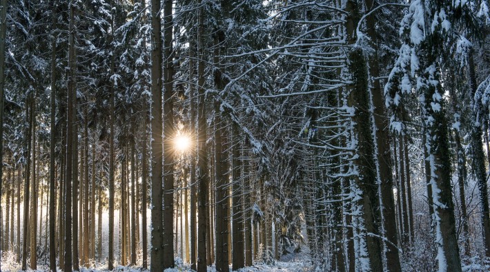 Winter Forest Mullerthal 96@LFT Jos Nerancic